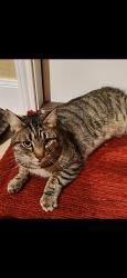 Lost Male Cat last seen FM 775 and Montesito Lane , Floresville, TX 78114