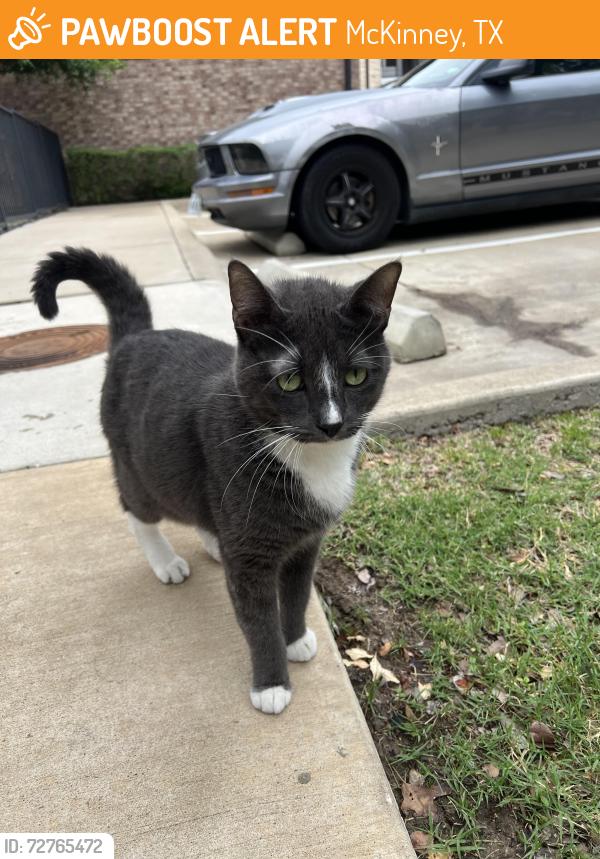 Found/Stray Unknown Cat last seen McKinney Terrace apmts, McKinney, TX 75069