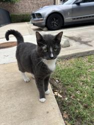 Found/Stray Unknown Cat last seen McKinney Terrace apmts, McKinney, TX 75069