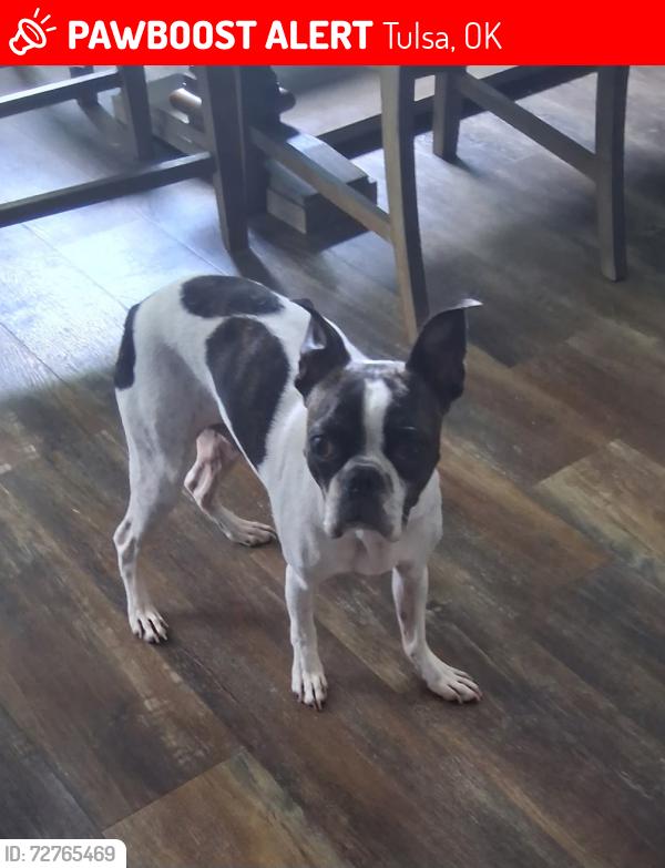 Lost Male Dog last seen Near Hilti Park 52nd St and 129th or Garnett. Tulsa OK, Tulsa, OK 74133