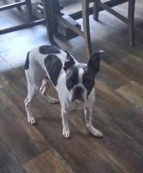 Lost Male Dog last seen Near Hilti Park 52nd St and 129th or Garnett. Tulsa OK, Tulsa, OK 74133