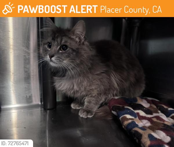 Found/Stray Male Cat last seen Bickford Ranch Club vista way , Placer County, CA 95648
