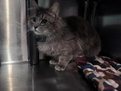 Found/Stray Male Cat last seen Bickford Ranch Club vista way , Placer County, CA 95648
