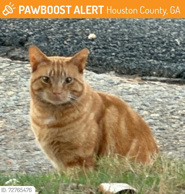 Found/Stray Unknown Cat last seen Traders Pass, Houston County, GA 31088