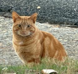 Found/Stray Unknown Cat last seen Traders Pass, Houston County, GA 31088