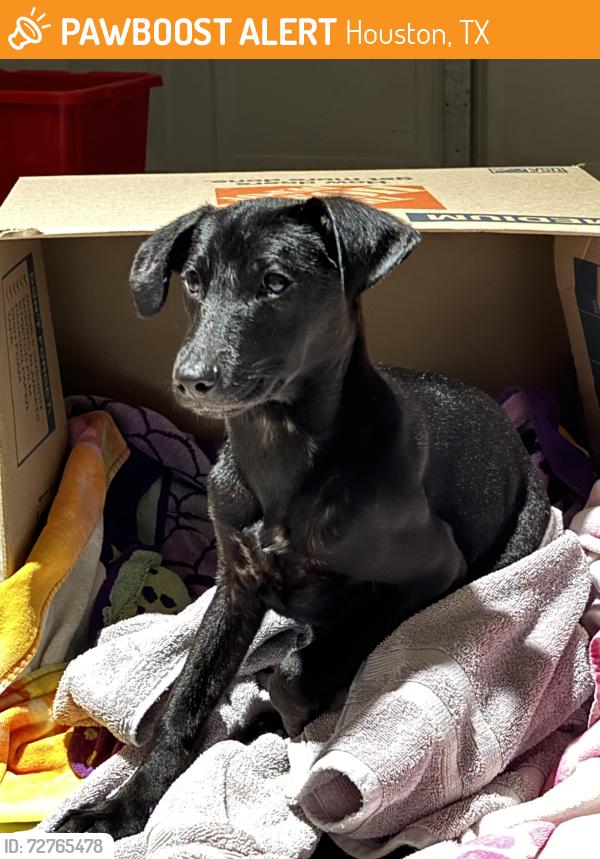 Found/Stray Female Dog last seen Barker Cypress rd & Dundee rd Sun Auto, Houston, TX 77095