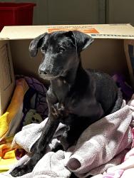 Found/Stray Female Dog last seen Barker Cypress rd & Dundee rd Sun Auto, Houston, TX 77095