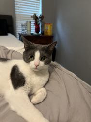 Lost Male Cat last seen Chickesaw an pickens, Wylie, TX 75098
