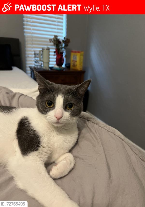 Lost Male Cat last seen Chickesaw an pickens, Wylie, TX 75098