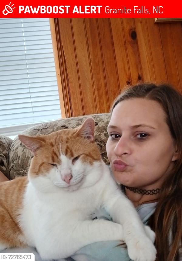 Lost Male Cat last seen Meadows lane trailer park , Granite Falls, NC 28630