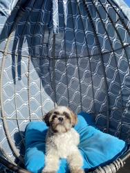 Lost Male Dog last seen Cañadas de san lorenzo, arcos, la cima , Zapopan, Jal. 45130