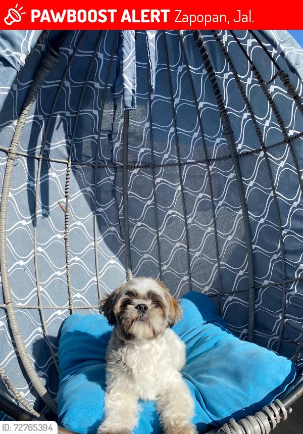 Lost Male Dog last seen Cañadas de san lorenzo, arcos, la cima , Zapopan, Jal. 45130