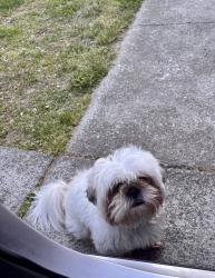 Found/Stray Male Dog last seen Young cleaners, Winston-Salem, NC 27105