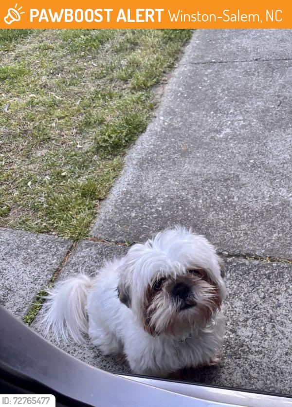 Found/Stray Male Dog last seen Young cleaners, Winston-Salem, NC 27105