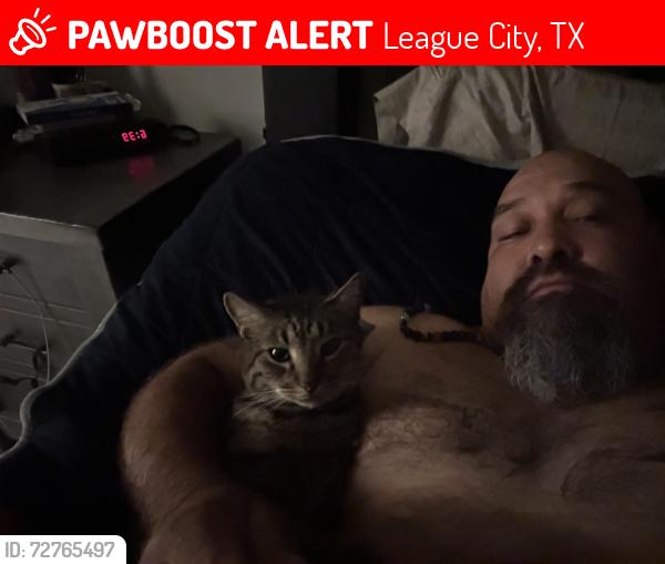 Lost Male Cat last seen Calder road, League City, TX 77573
