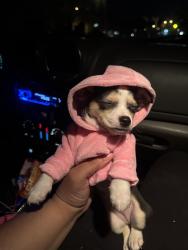 Lost Female Dog last seen JOBs Billiards , Nashville, TN 37115