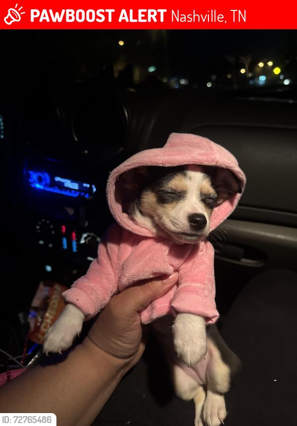 Lost Female Dog last seen JOBs Billiards , Nashville, TN 37115