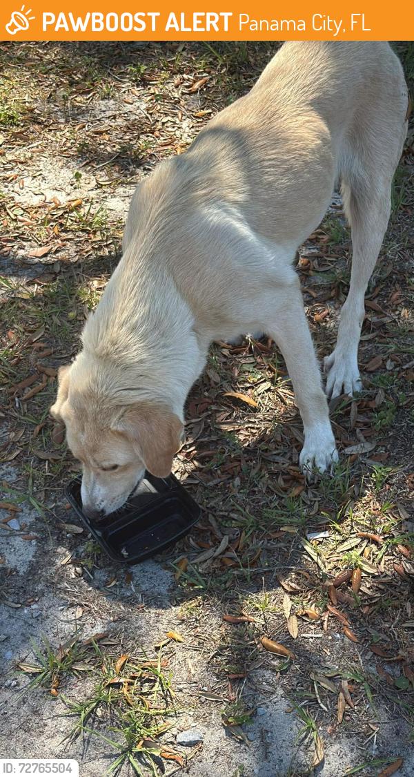 Found/Stray Female Dog last seen Near John Gore Park, Panama City, FL 32404