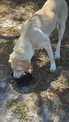 Found/Stray Female Dog last seen Near John Gore Park, Panama City, FL 32404