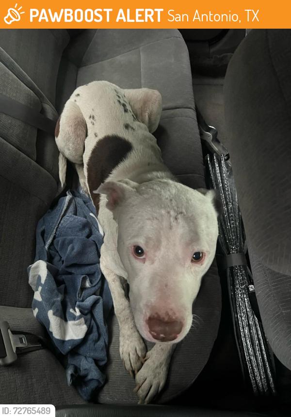 Found/Stray Male Dog last seen highway 90 near leon creek, San Antonio, TX 78227