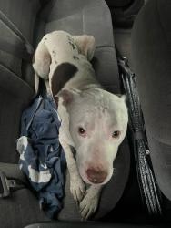 Found/Stray Male Dog last seen highway 90 near leon creek, San Antonio, TX 78227