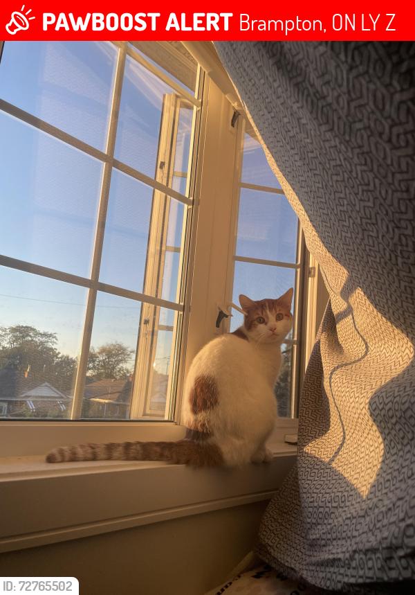 Lost Male Cat last seen Near stonecrop road, Brampton, ON L6Y 2Z3