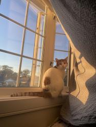 Lost Male Cat last seen Near stonecrop road , Brampton, ON L6Y 2Z3