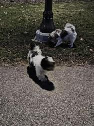 Found/Stray Unknown Dog last seen Hawthorne Ave and Furness Pkwy headed West towards White Bear Ave, Saint Paul, MN 55119