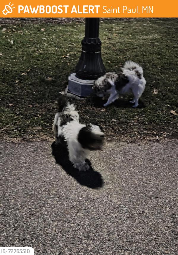 Found/Stray Unknown Dog last seen Hawthorne Ave and Furness Pkwy headed West towards White Bear Ave, Saint Paul, MN 55119