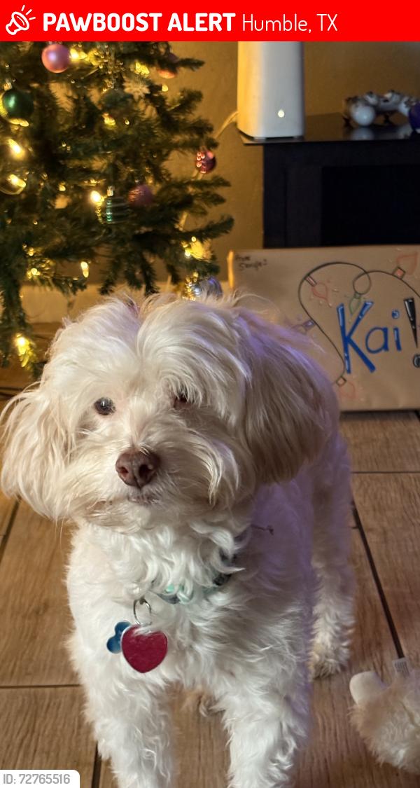 Lost Male Dog last seen Whisper Pines Elementary , Humble, TX 77396