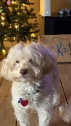 Lost Male Dog last seen Whisper Pines Elementary , Humble, TX 77396