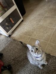 Lost Female Cat last seen Billy Hext Faudree, Odessa, TX 79763