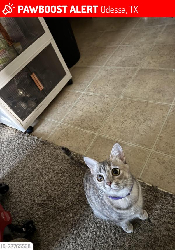 Lost Female Cat last seen Billy Hext Faudree, Odessa, TX 79763