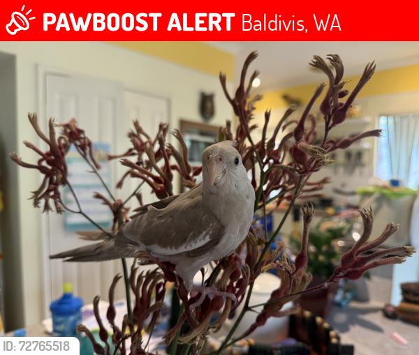 Lost Female Bird last seen Peelhurst Way, Settlers Hills , Baldivis, WA 6171