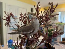 Lost Female Bird last seen Peelhurst Way, Settlers Hills , Baldivis, WA 6171