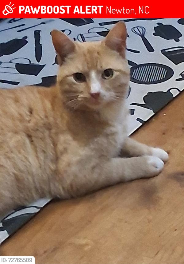 Lost Male Cat last seen Jenkins Printing Road, Newton, NC 28658