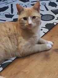 Lost Male Cat last seen Jenkins Printing Road, Newton, NC 28658