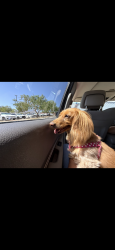 Lost Female Dog last seen Near Lebanon ave , El Paso, TX 79930
