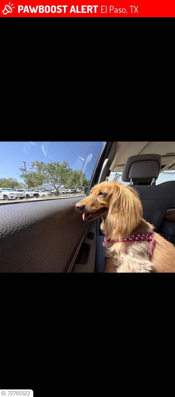 Lost Female Dog last seen Near Lebanon ave , El Paso, TX 79930