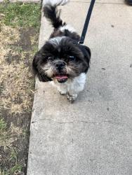 Found/Stray Female Dog last seen Newport, Tustin, CA 92780