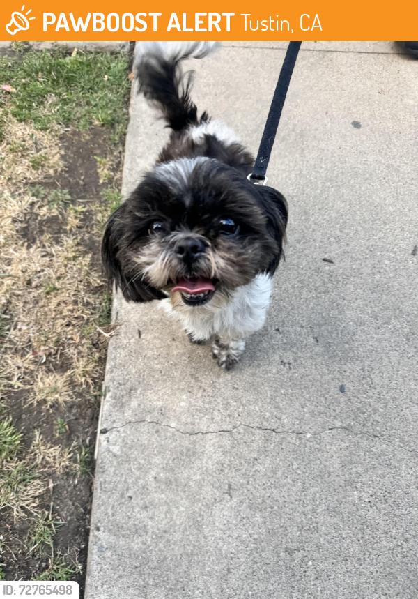 Found/Stray Female Dog last seen Newport, Tustin, CA 92780