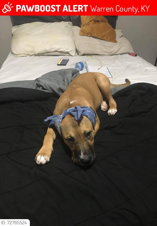 Lost Female Dog last seen Near river st bowling green , Warren County, KY 42101