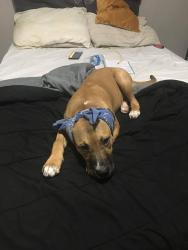 Lost Female Dog last seen Near river st bowling green , Warren County, KY 42101