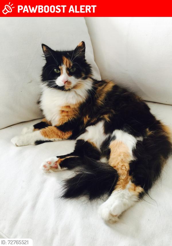 Lost Female Cat last seen 13th st, Panama City Beach, FL 32413