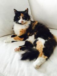 Lost Female Cat last seen 13th st, Panama City Beach, FL 32413