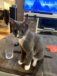 Lost Female Cat last seen Grassy Creek subdivision Rossford Ohio , Rossford, OH 43460
