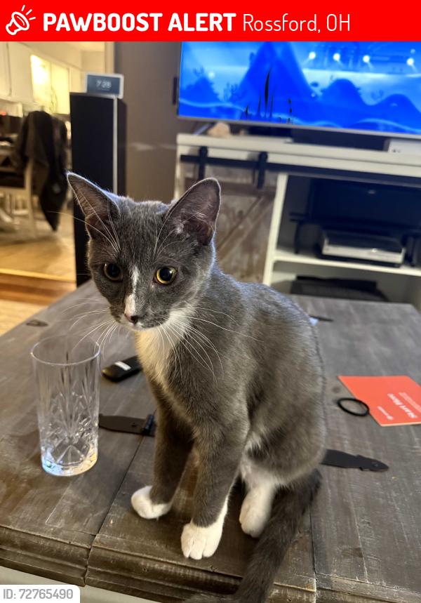 Lost Female Cat last seen Grassy Creek subdivision Rossford Ohio , Rossford, OH 43460