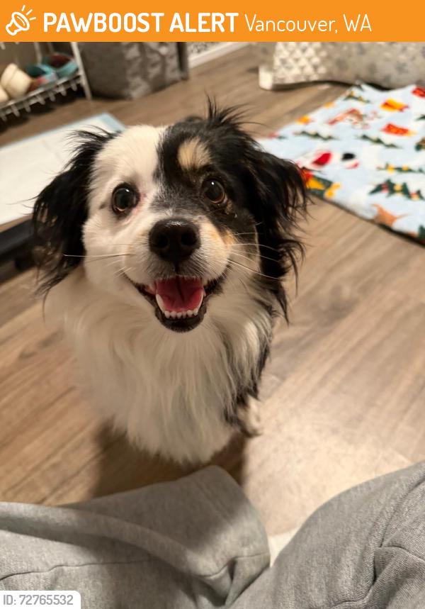 Found/Stray Female Dog last seen 112th. Ave. Vancouver WA, Vancouver, WA 98684