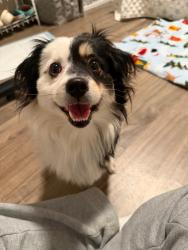 Found/Stray Female Dog last seen 112th. Ave. Vancouver WA, Vancouver, WA 98684