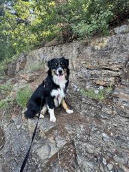 Lost Male Dog last seen , 8513 Broadway Dr, Amarillo, TX 79108, Amarillo, TX 79108
